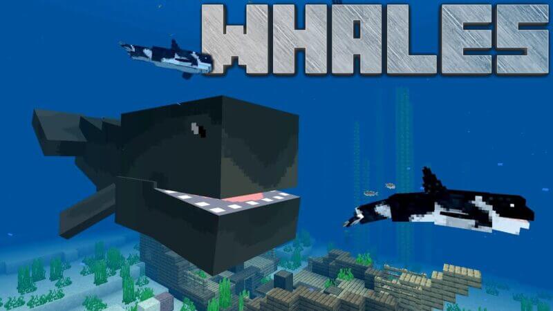 マイクラpe 海に巨大なクジラやシャチが出現 Whale Add On ゲマステ 新作ゲームレビュー マイクラ ゲームmod情報まとめ